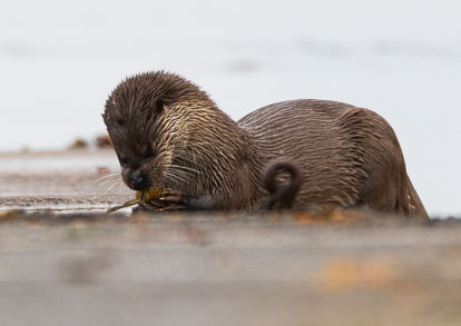 coastal otter eating crab _MG_0771m1.jpg
