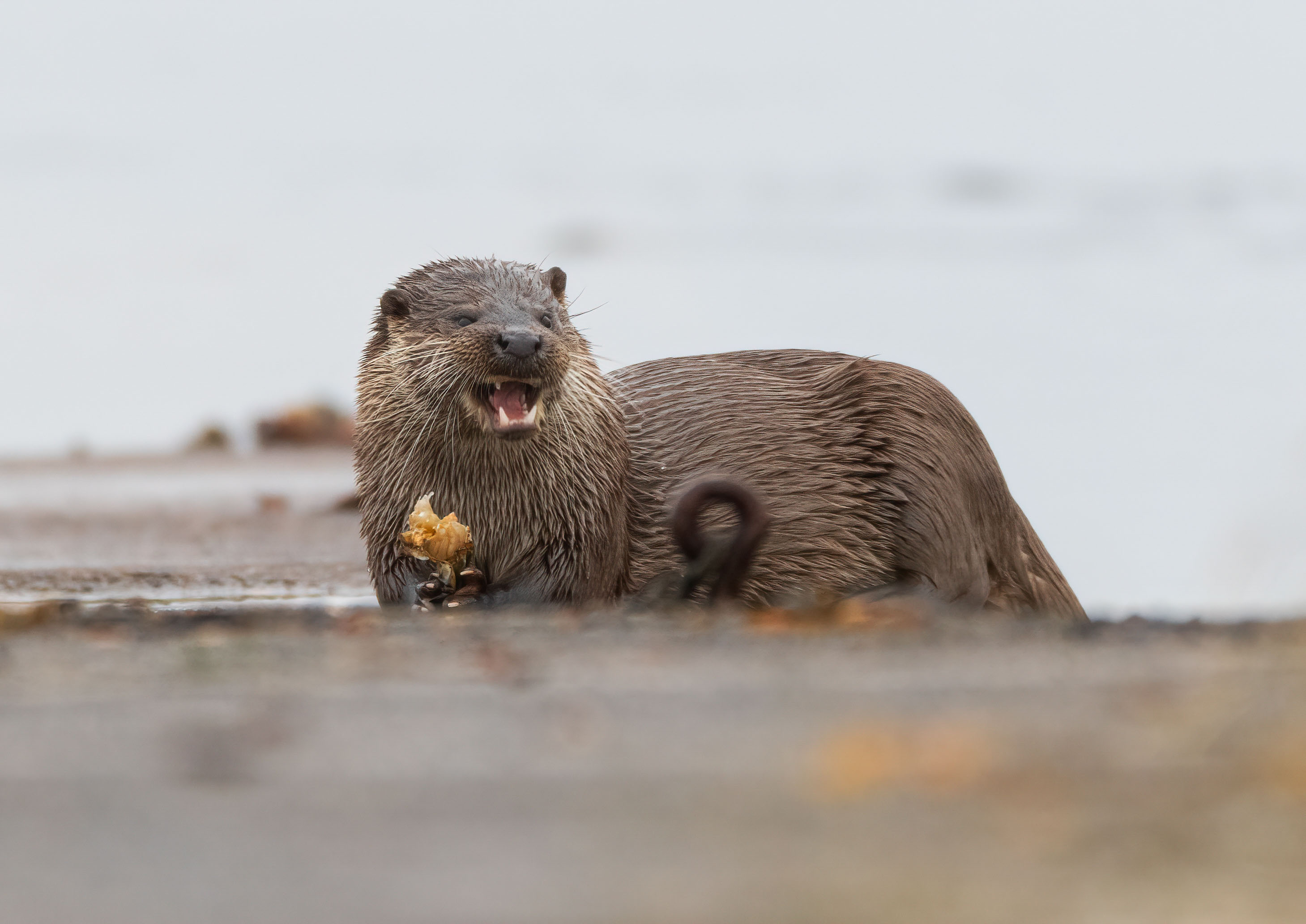 coastal otter eating crab _MG_0796m1.jpg