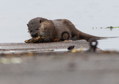coastal otter eating crab _MG_1112m1.jpg