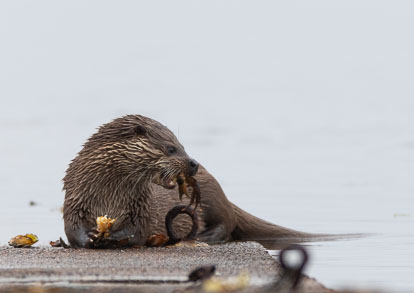 Otters