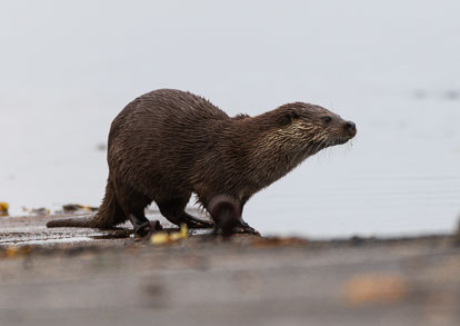 coastal otter _MG_1272m1.jpg
