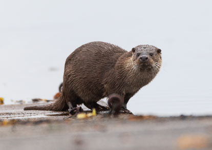 coastal otter _MG_1277m2.jpg