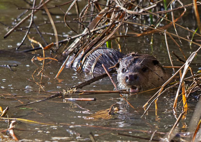 _MG_5532m2.jpg _MG_5532m2.jpg