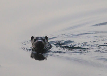 Bitch Otter _MG_8288m1.jpg