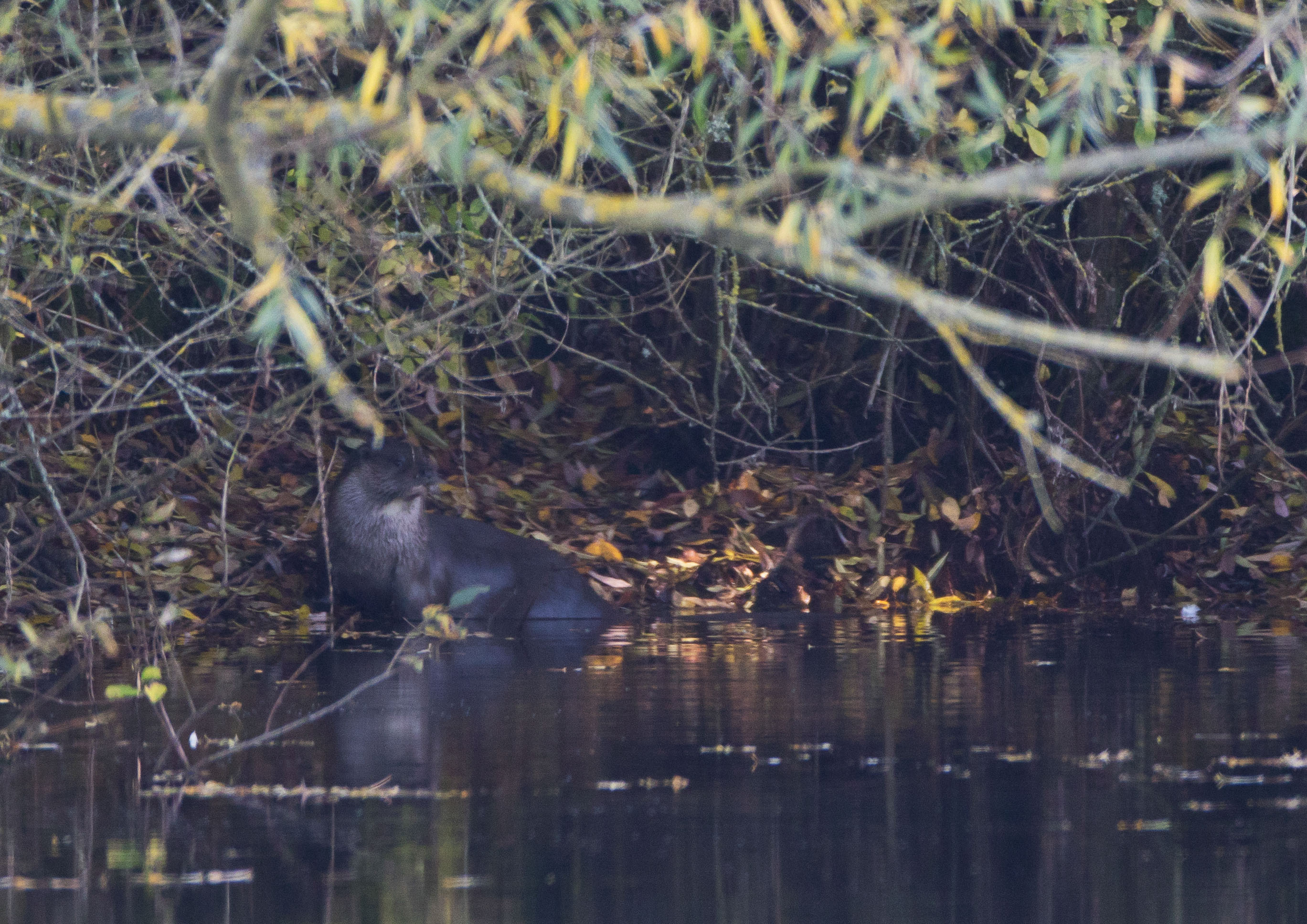 _W7A1767m1.jpg _W7A1767m1.jpg