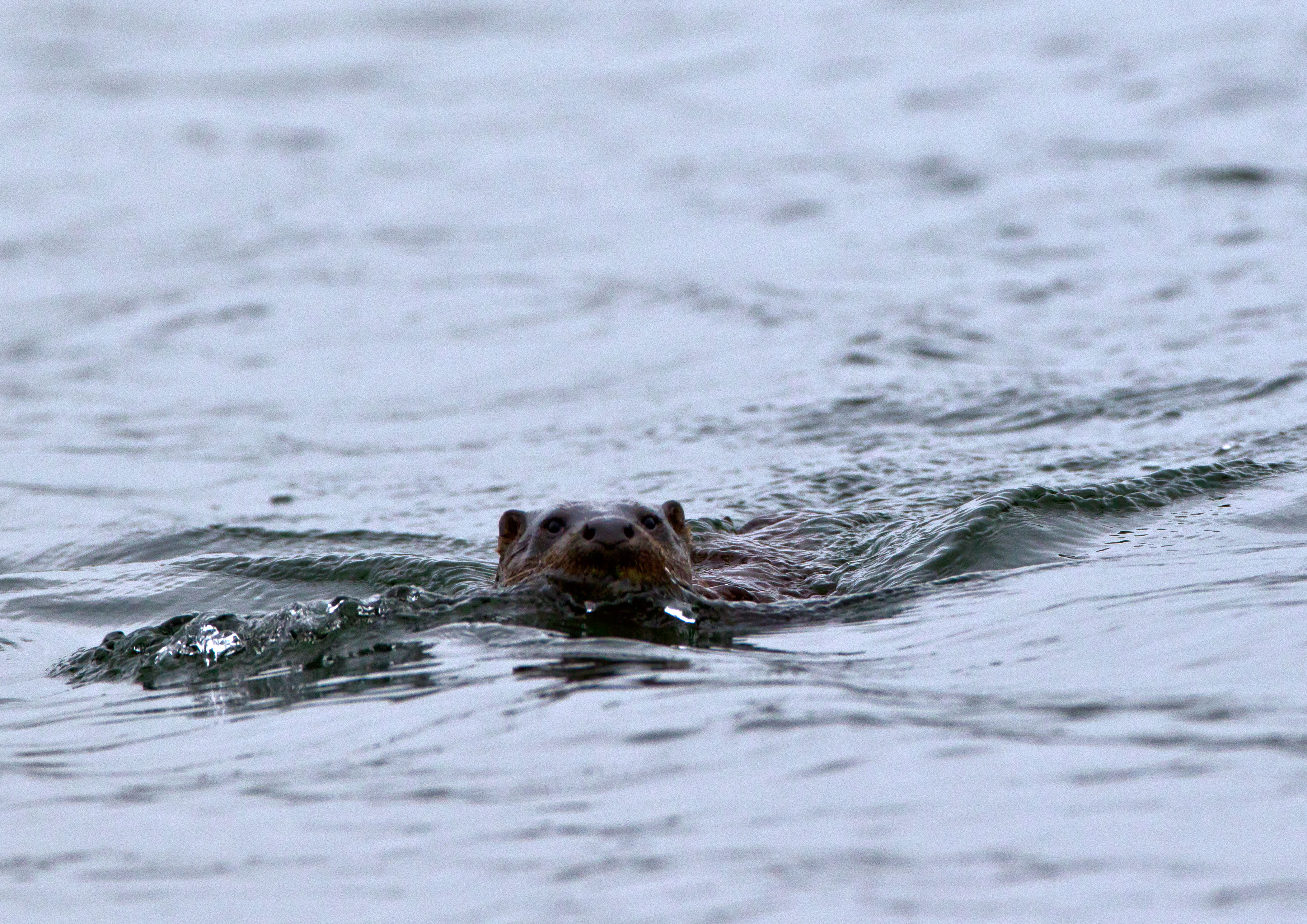 _W7A2126m2.jpg _W7A2126m2.jpg