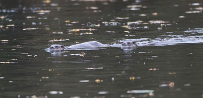 _W7A2174m1_v1.jpg _W7A2174m1_v1.jpg