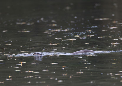 _W7A2180m1.jpg _W7A2180m1.jpg