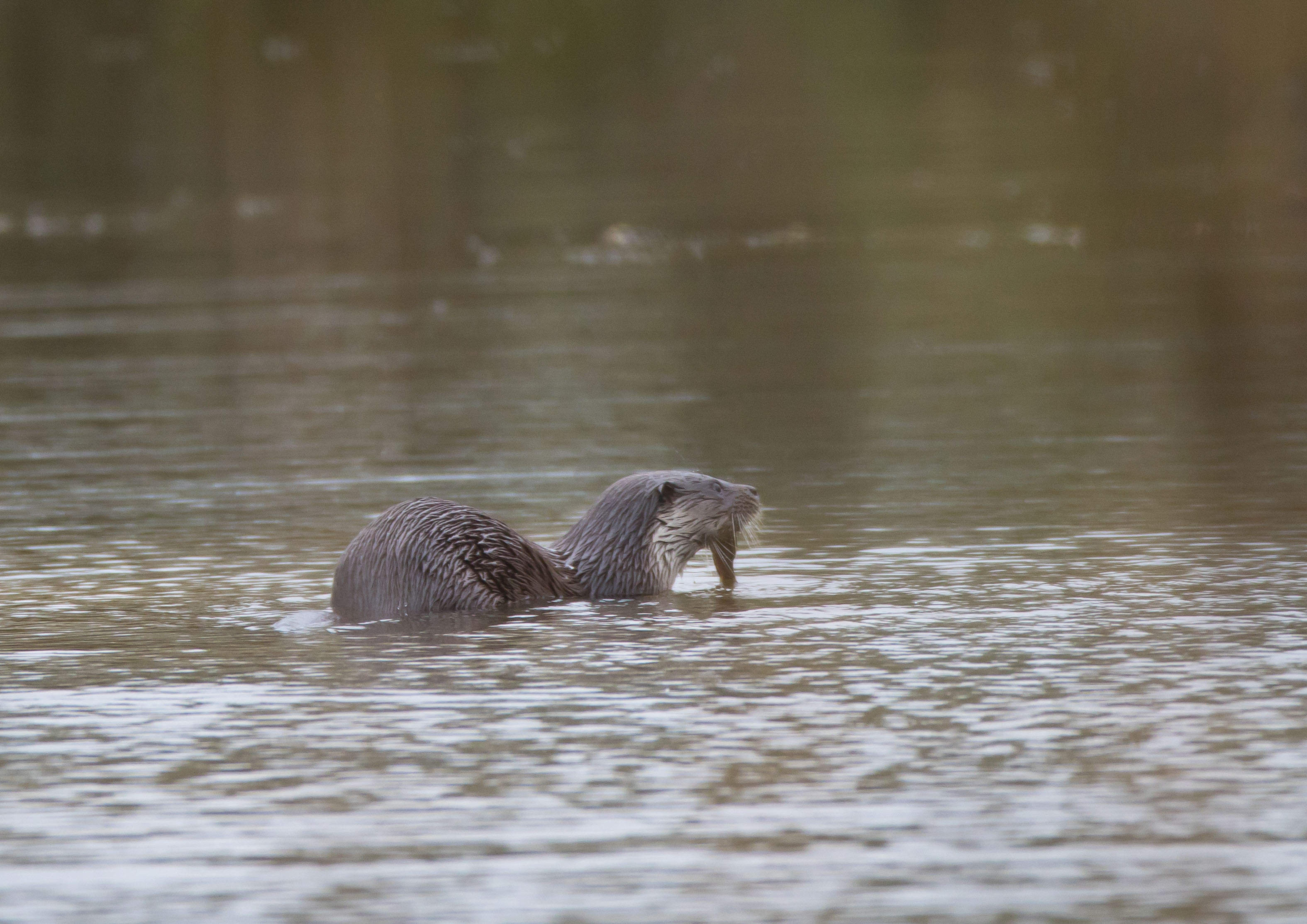 _W7A2193m1.jpg _W7A2193m1.jpg