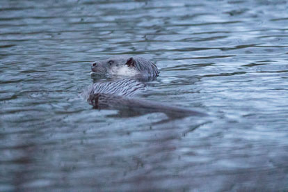 _W7A3008m1.jpg _W7A3008m1.jpg