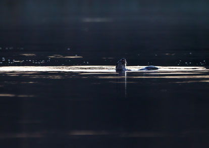 _W7A4536m1.jpg _W7A4536m1.jpg