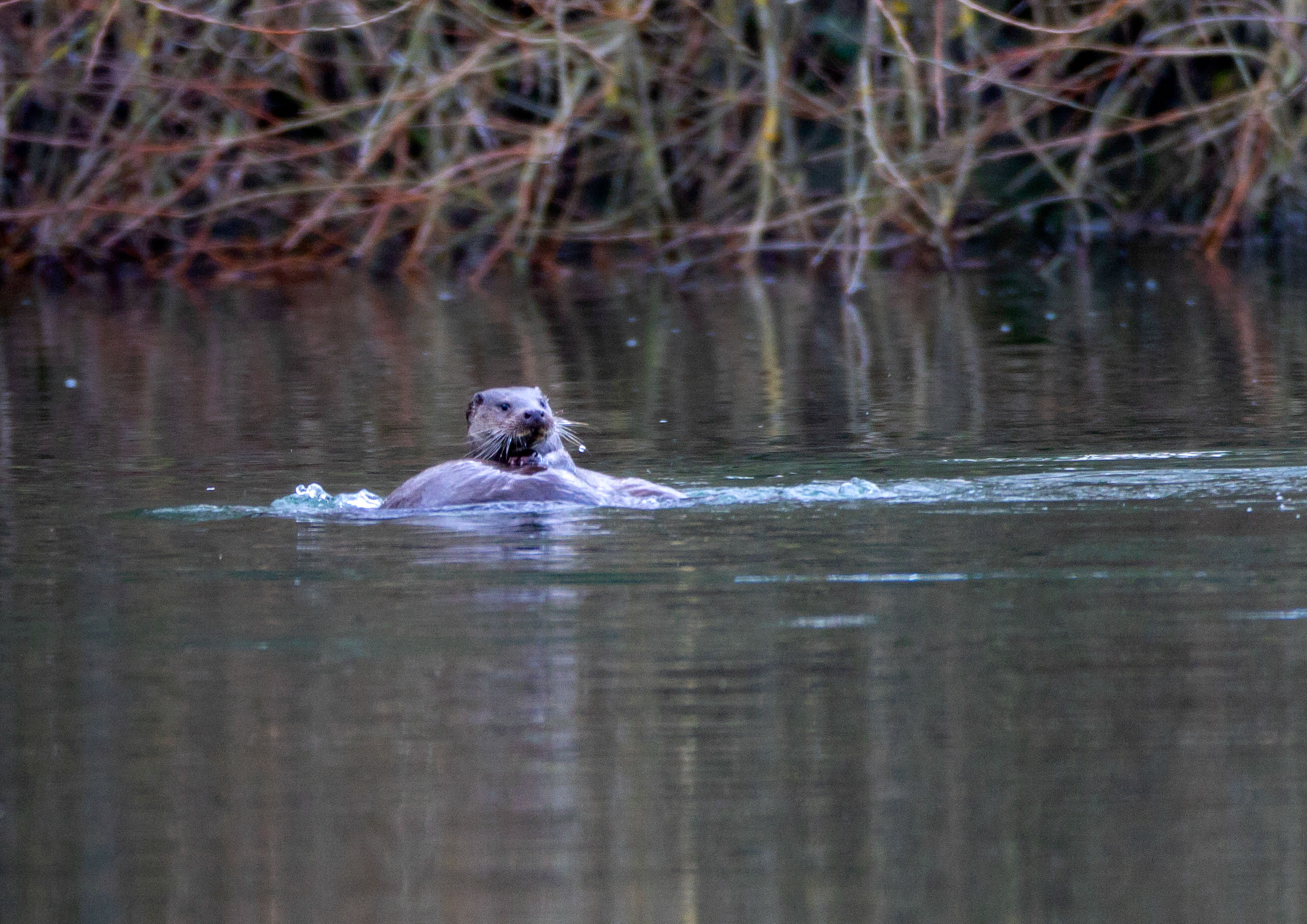 Otters