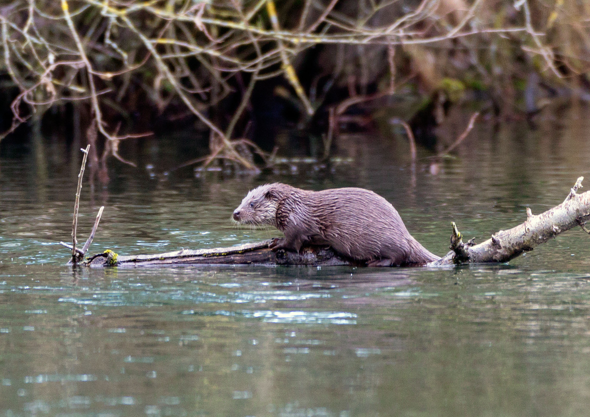 Otter Kitt _Y1A0761.m1jpg.jpg
