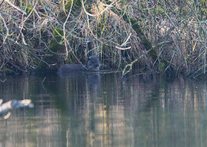 Bitch Otter _Y1A1281m1.jpg