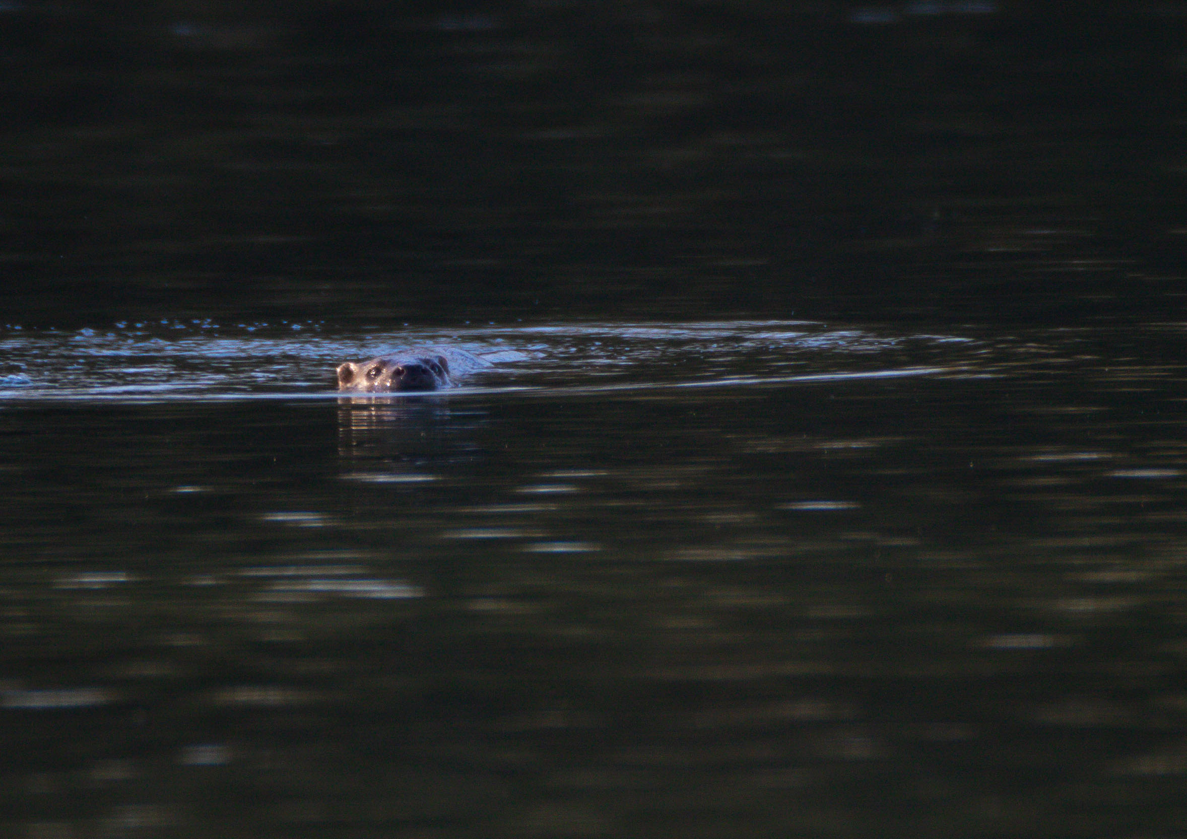 Dog Otter _Y1A1296m1.jpg