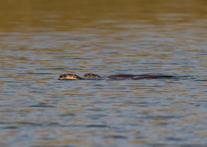 Bitch otter and kitt _Y1A1648m1.jpg