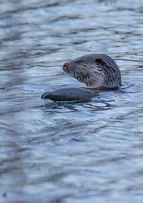 Dog Otter _Y1A9791m1.jpg