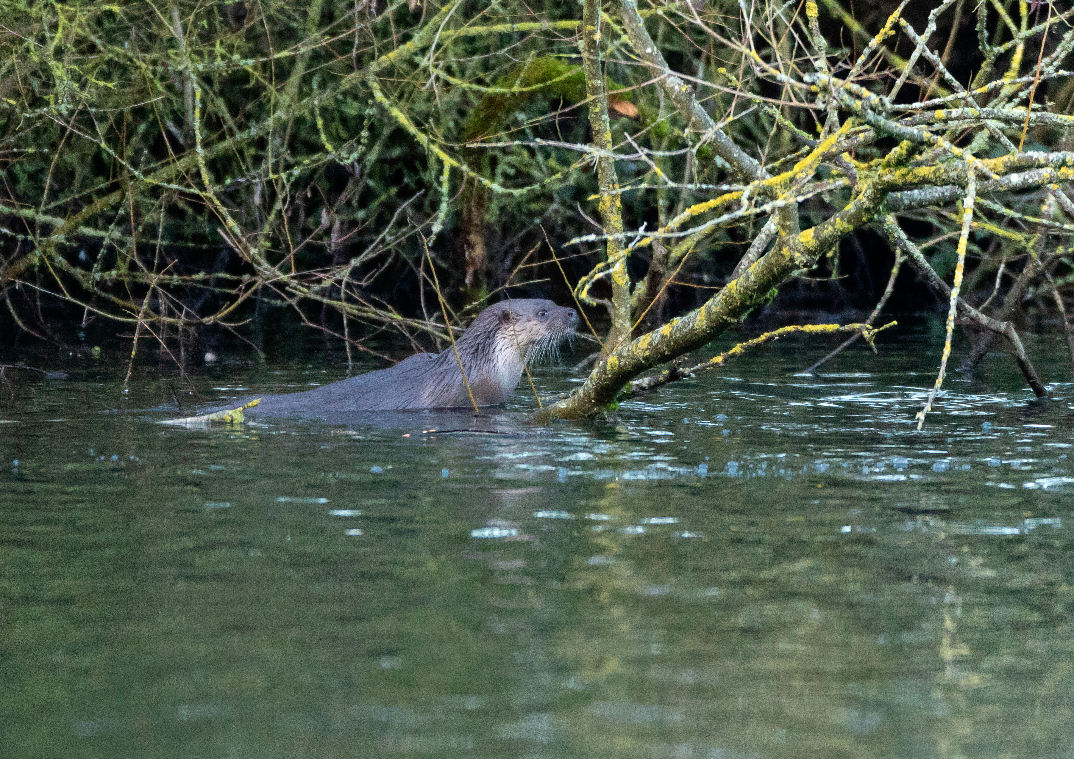 Bitch otter _Y1A9810m1.jpg