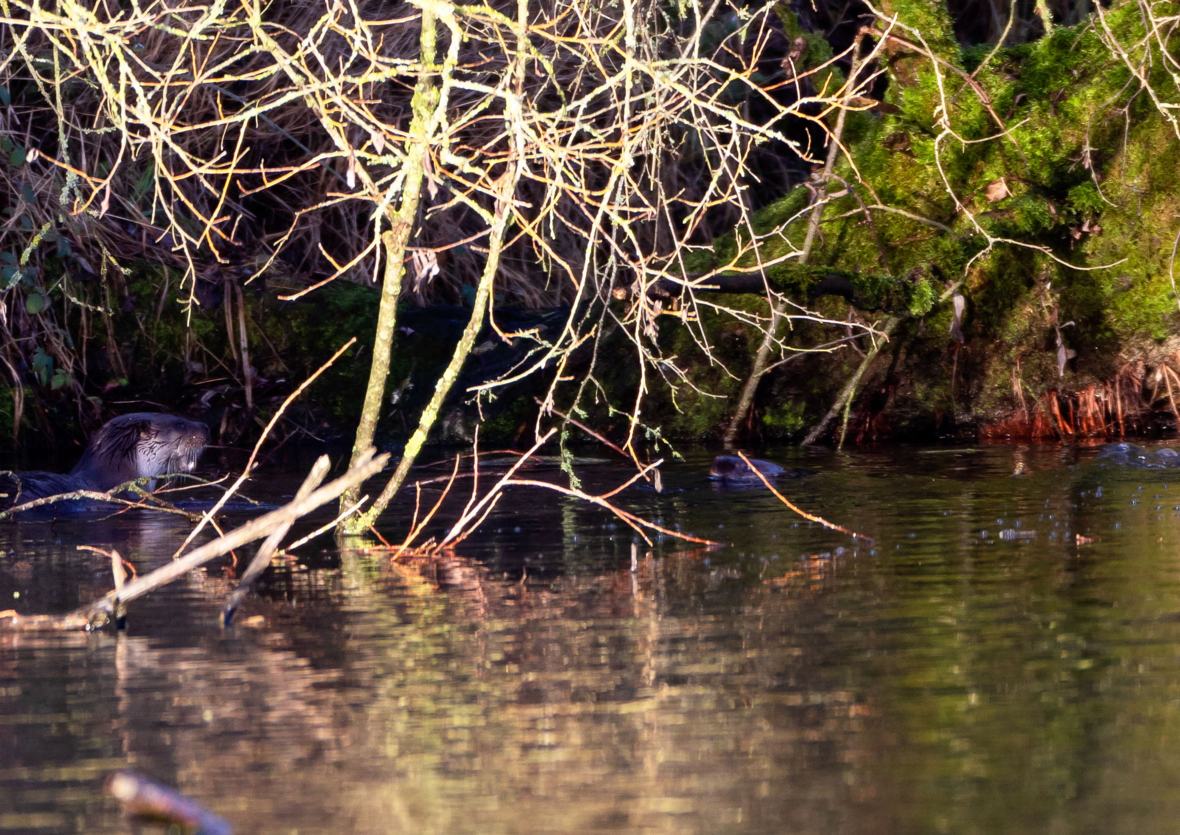 Bitch otter and kitt _Y1A9852m1.jpg