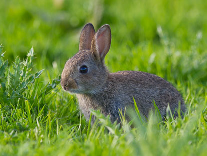Rabbits