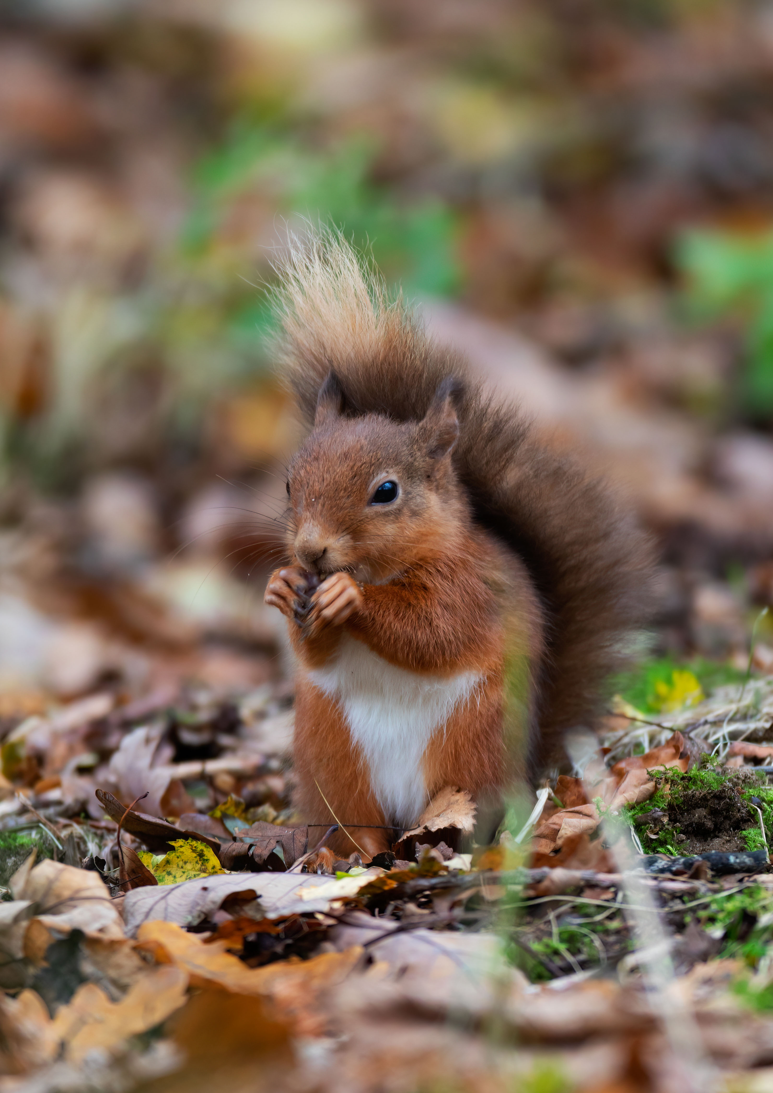 _AM26377m1.jpg _AM26377m1.jpg