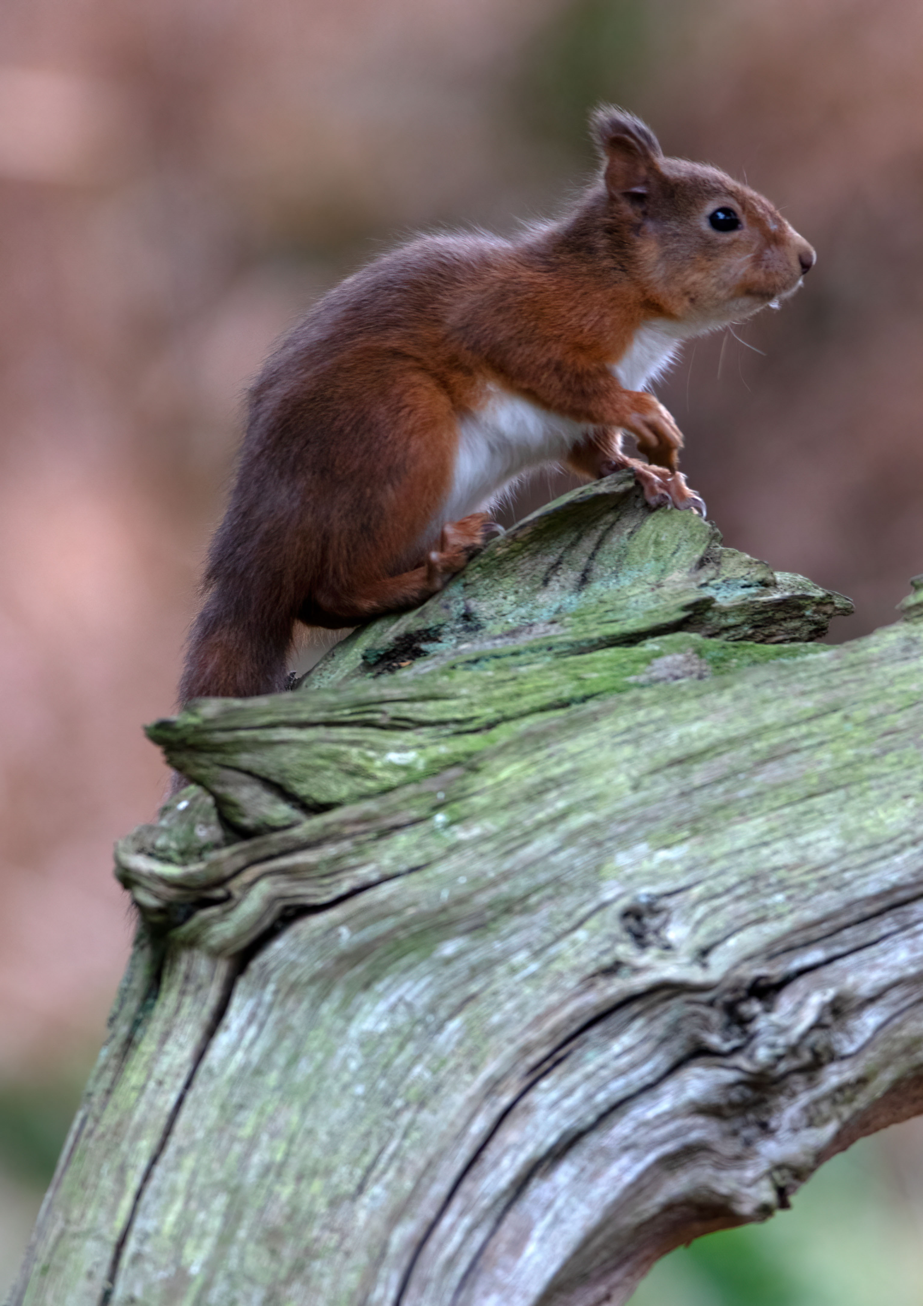 Squirrels