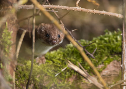 Stoats and Weasels