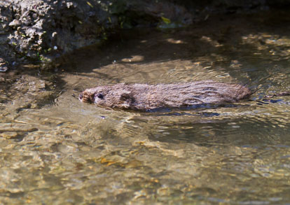 Water Vole IMG_1896m1.jpg