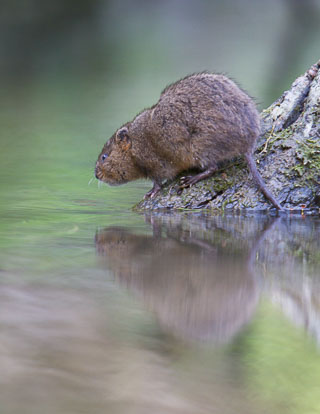 Water Vole IMG_2045m2.jpg
