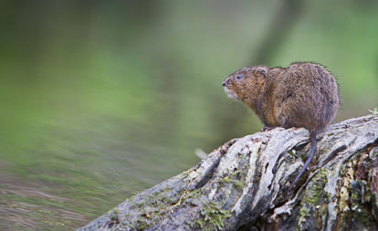 Water Vole IMG_2048m2.jpg