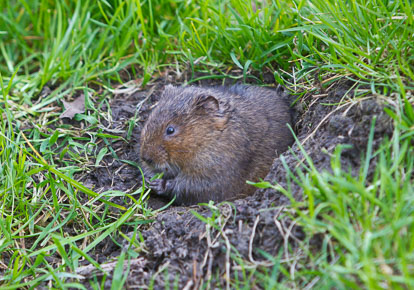 Water Vole IMG_8444m1.jpg