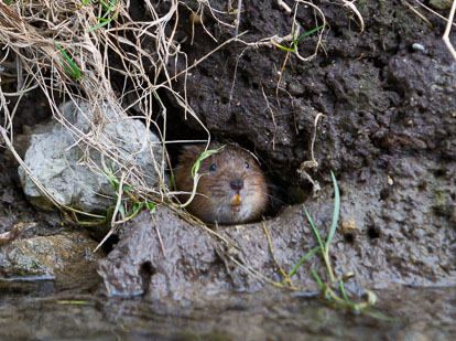 Water Vole IMG_8496m1.jpg