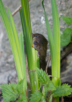 _MG_1793m1.jpg _MG_1793m1.jpg