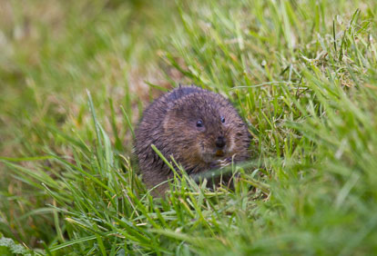 _MG_1883m1.jpg _MG_1883m1.jpg