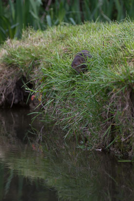 Water Voles