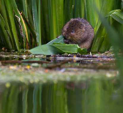 Water Vole _MG_1960m2.jpg