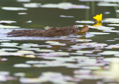 _Y1A4105m1.jpg _Y1A4105m1.jpg