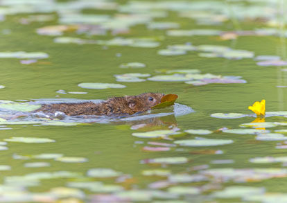 _Y1A4152m1.jpg _Y1A4152m1.jpg