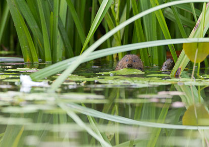 _Y1A4466m1.jpg _Y1A4466m1.jpg