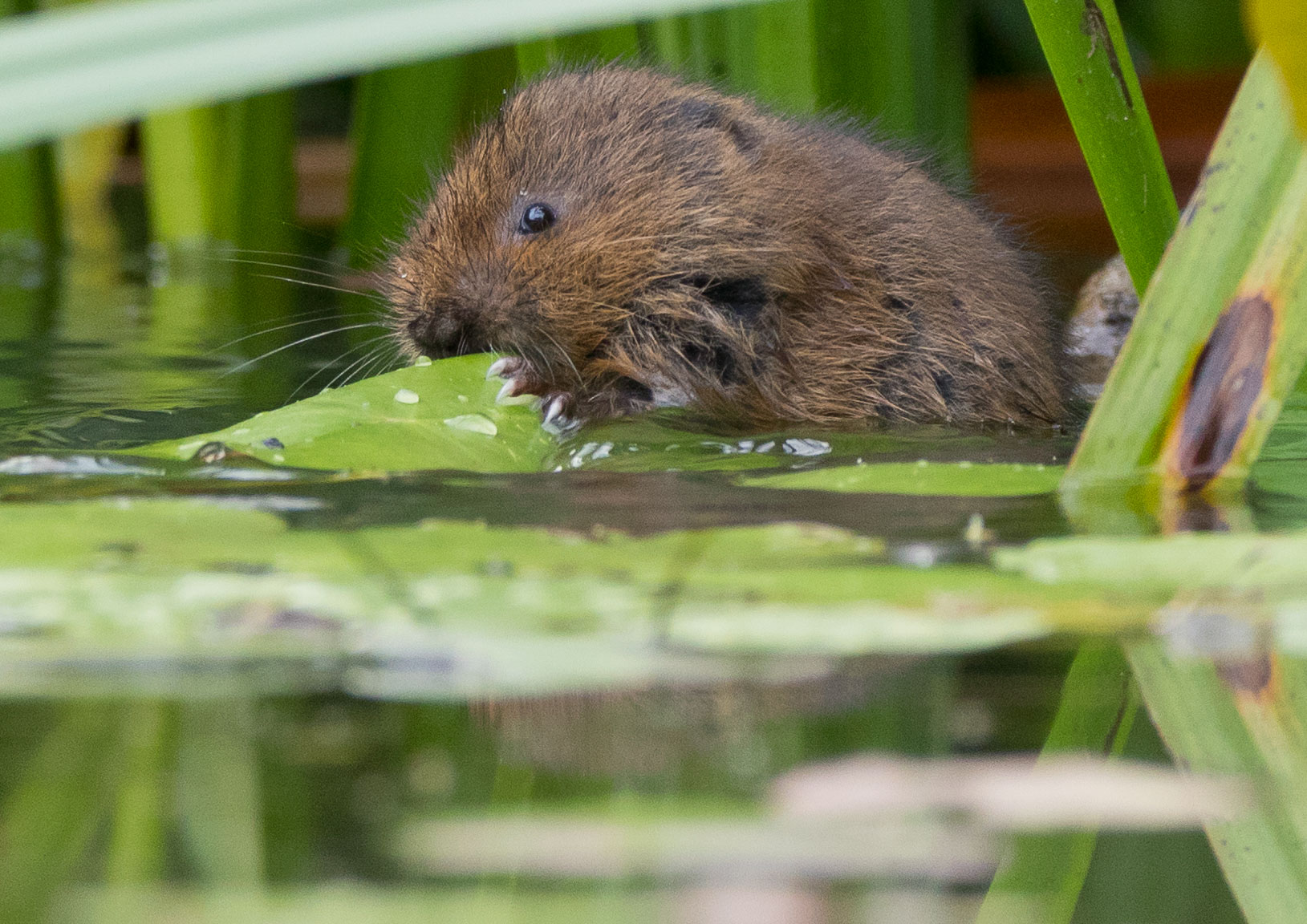 _Y1A4529m1.jpg _Y1A4529m1.jpg