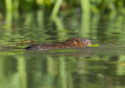 Water Voles