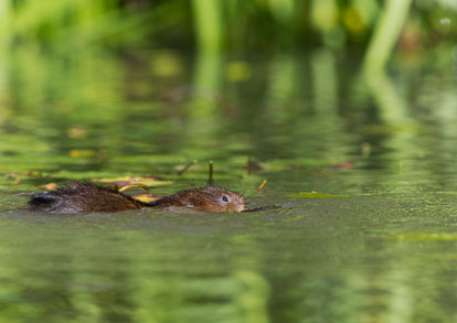 _Y1A5069m1.jpg _Y1A5069m1.jpg