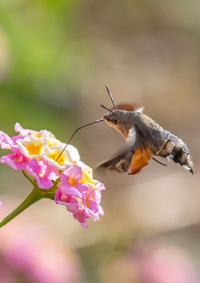 butterflies and moths