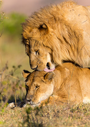 Big Cats