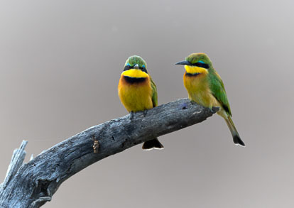 Kenyan Birds