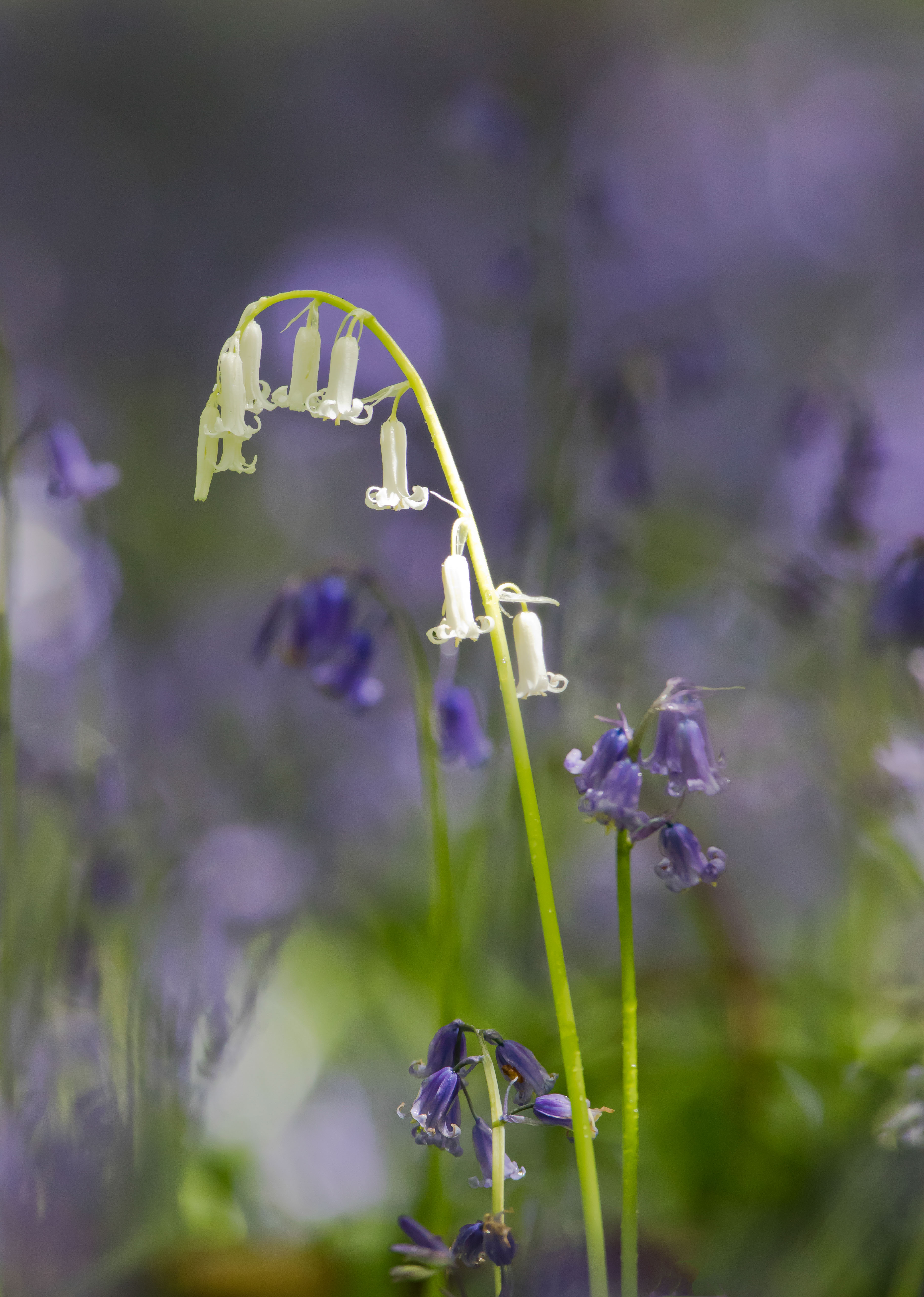 Bluebells