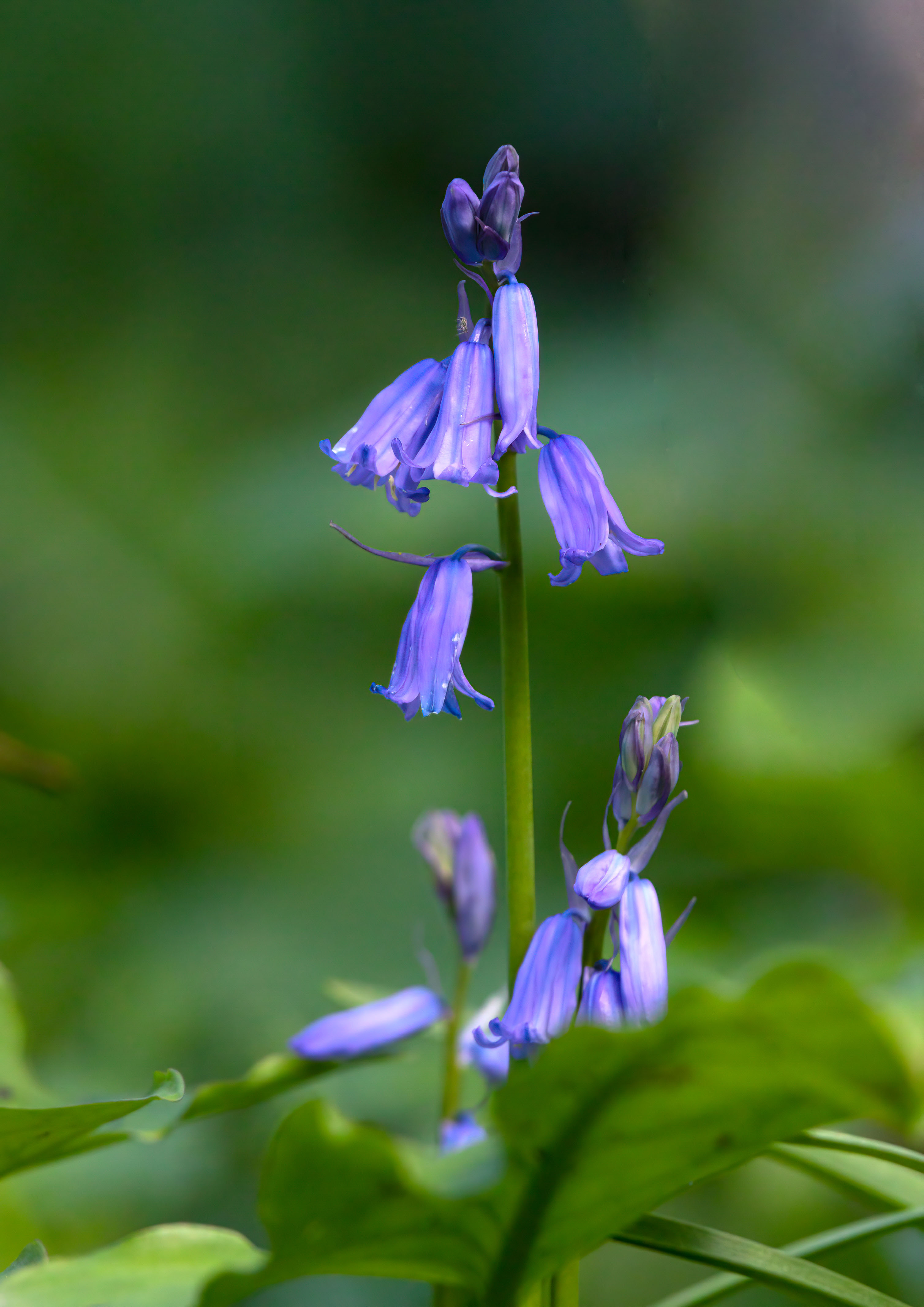 _MG_6215m1.jpg