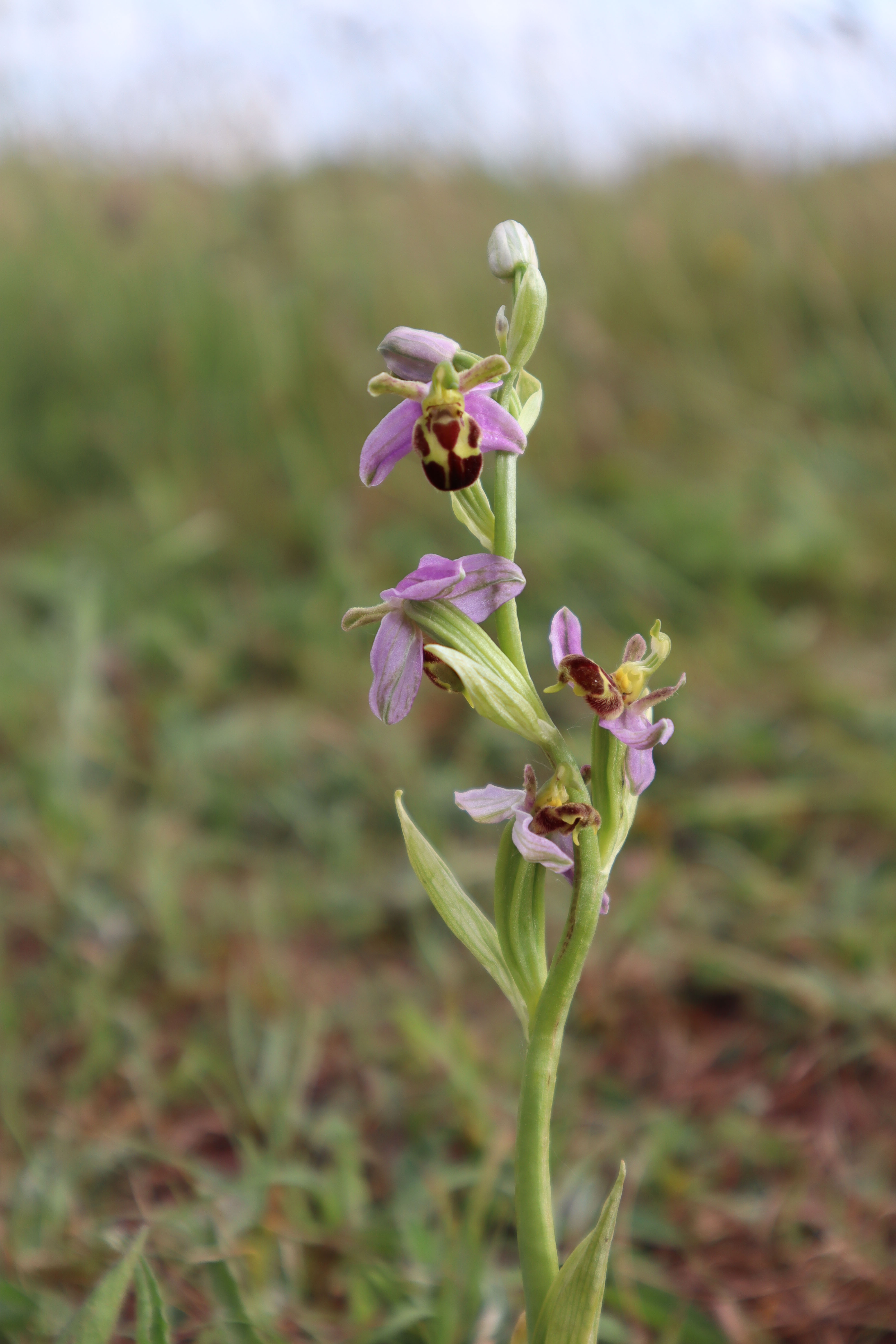 2021-06-18-Bee-orchid.jpg