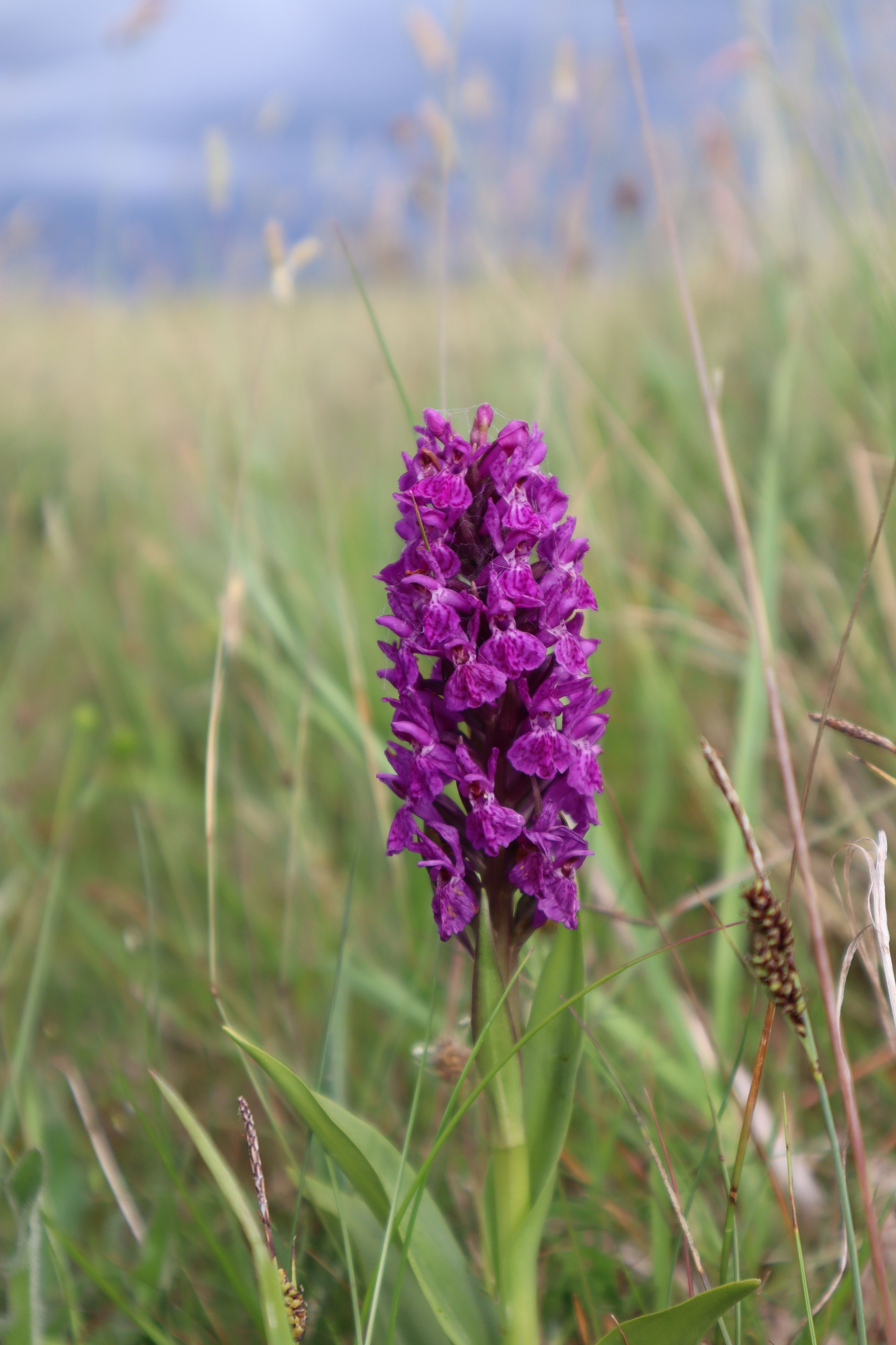 2021-06-18-Northern-marsh-orchid.jpg