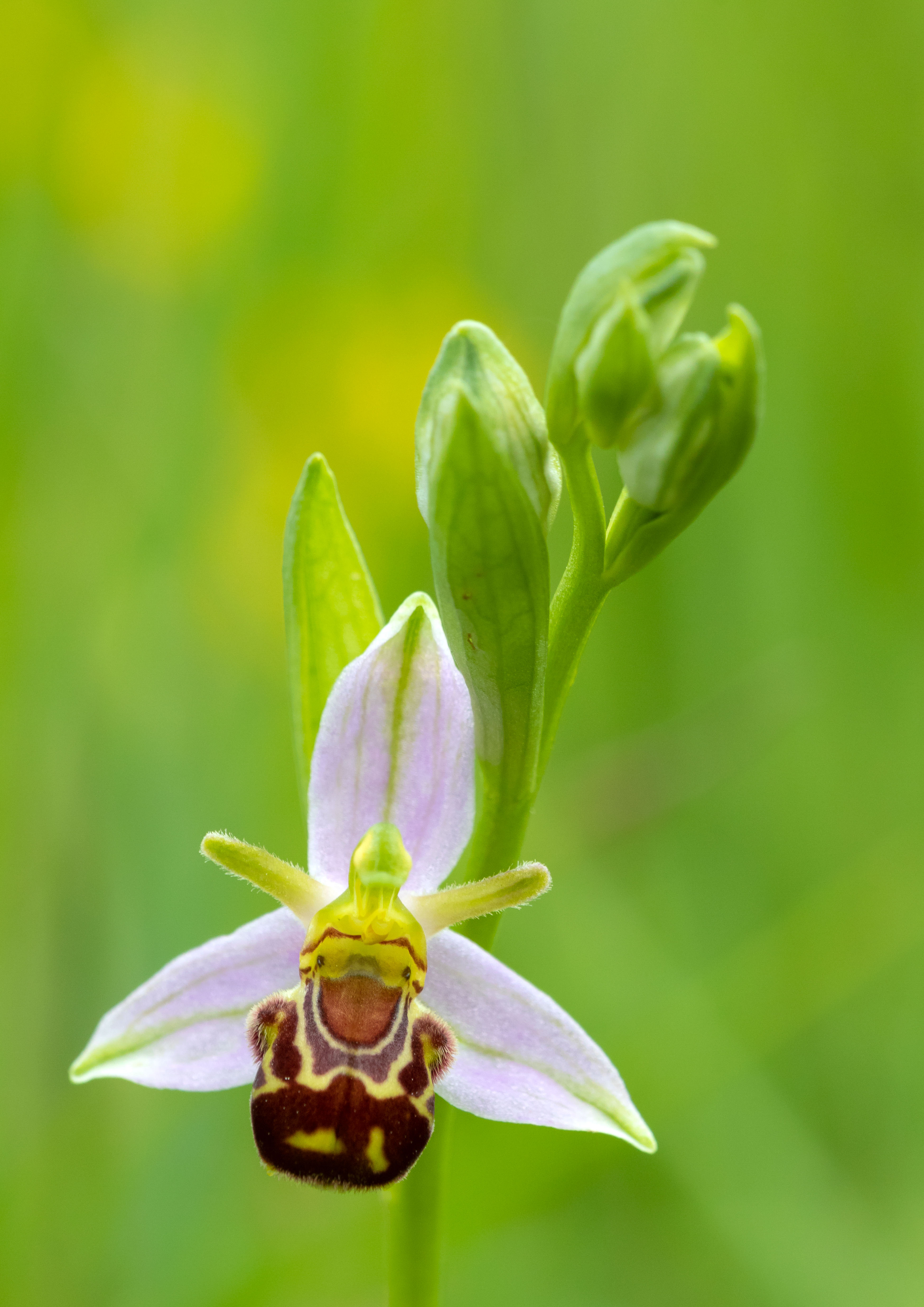Orchids